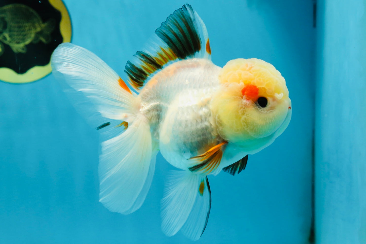 A Grade Tricolor Oranda Female 5 inches #050225OR_01