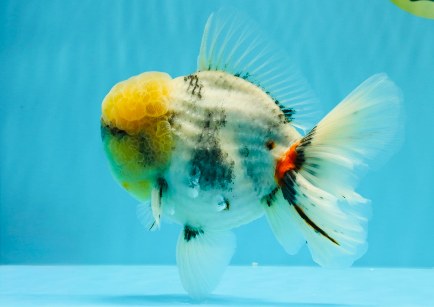 AAA Grade Godzilla White Tiger Oranda Male 6.5 inches #022726OR_10