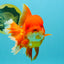 JUMBO A Grade Red White Oranda Female 7.5 inches #032026OR_02
