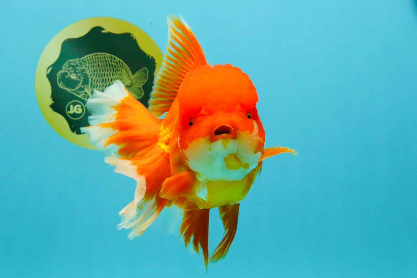 JUMBO A Grade Red White Oranda Female 7.5 inches #032026OR_02