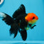 AAA Grade Tricolor Oranda Female 5 inches #0830OR_07