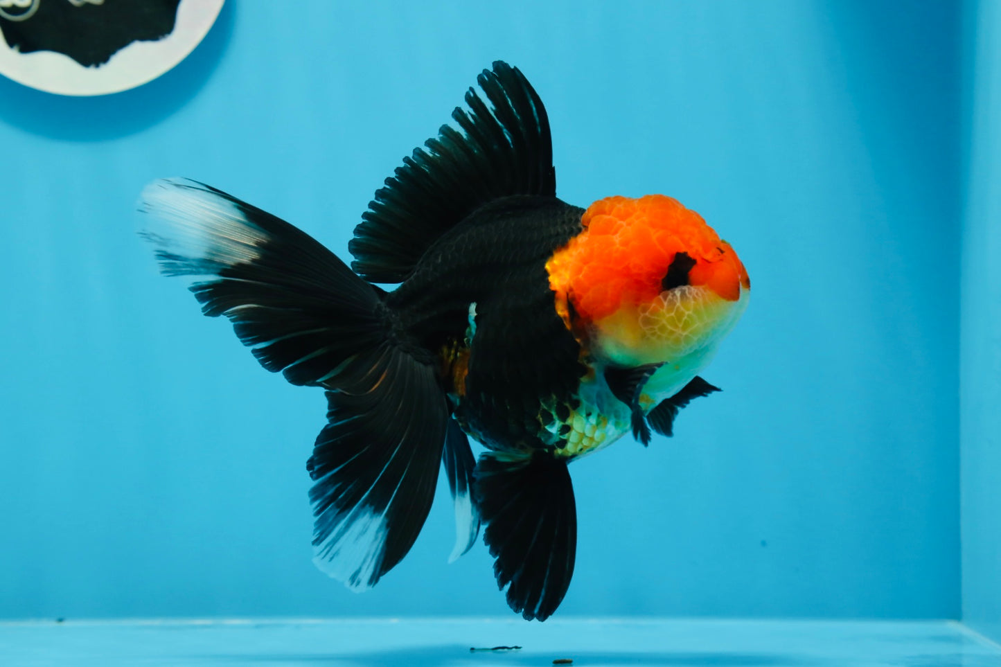 AAA Grade Tricolor Oranda Female 5 inches #0830OR_07