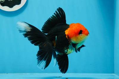 Oranda tricolor hembra de grado AAA de 5 pulgadas n.° 0830OR_07