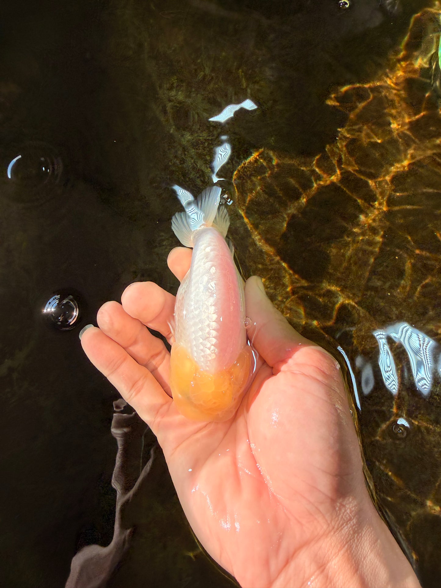 A Grade White LionQueen 4-4.5 inches #102425LC_12