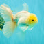 A Grade White Oranda Male 5.5 inches #101626OR_13
