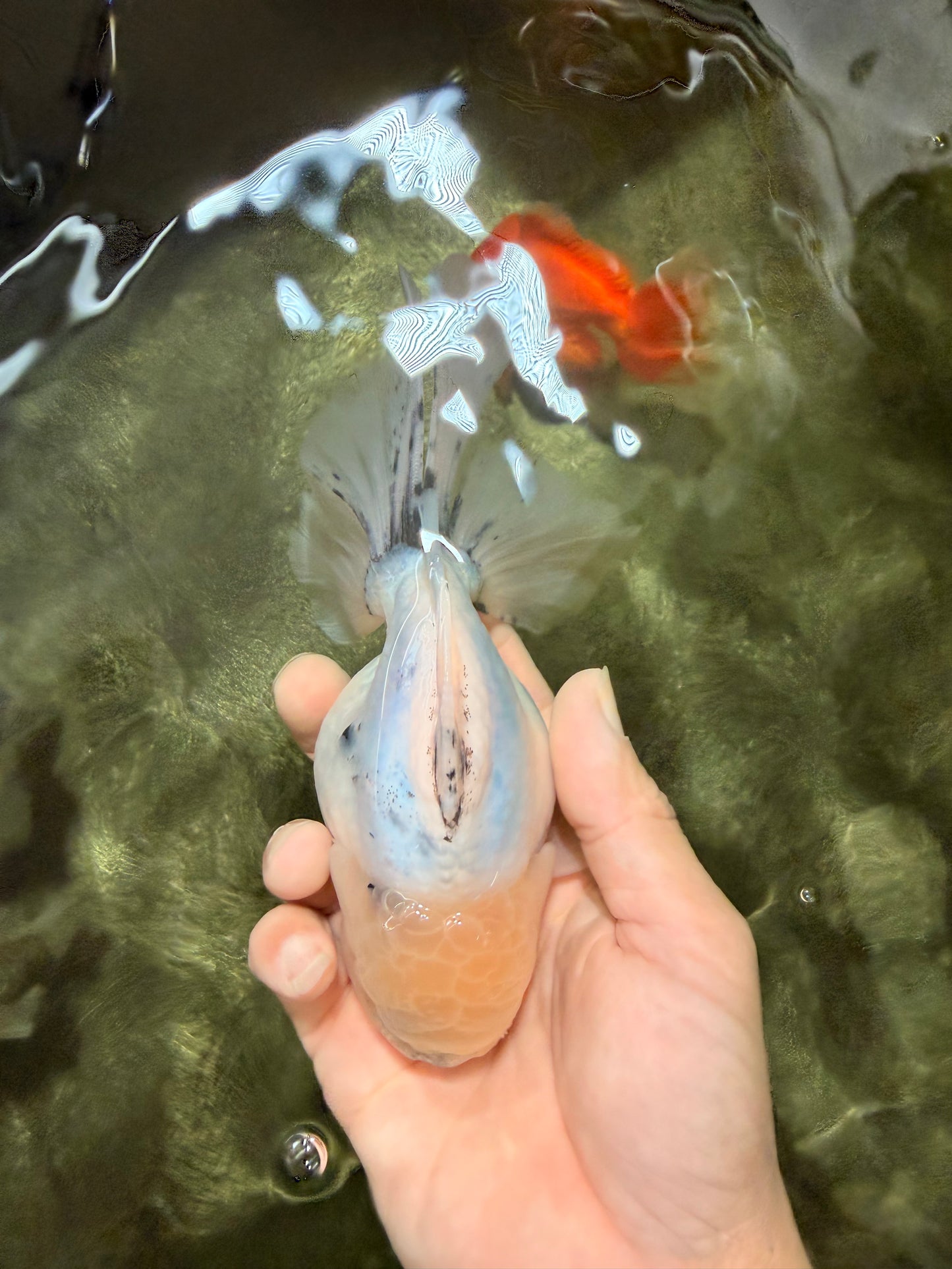 A Grade Marble Oranda Male 5.5-6 inches #062626OR_31