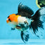A Grade Tricolor Oranda Female 6.5 inches #090525OR_19