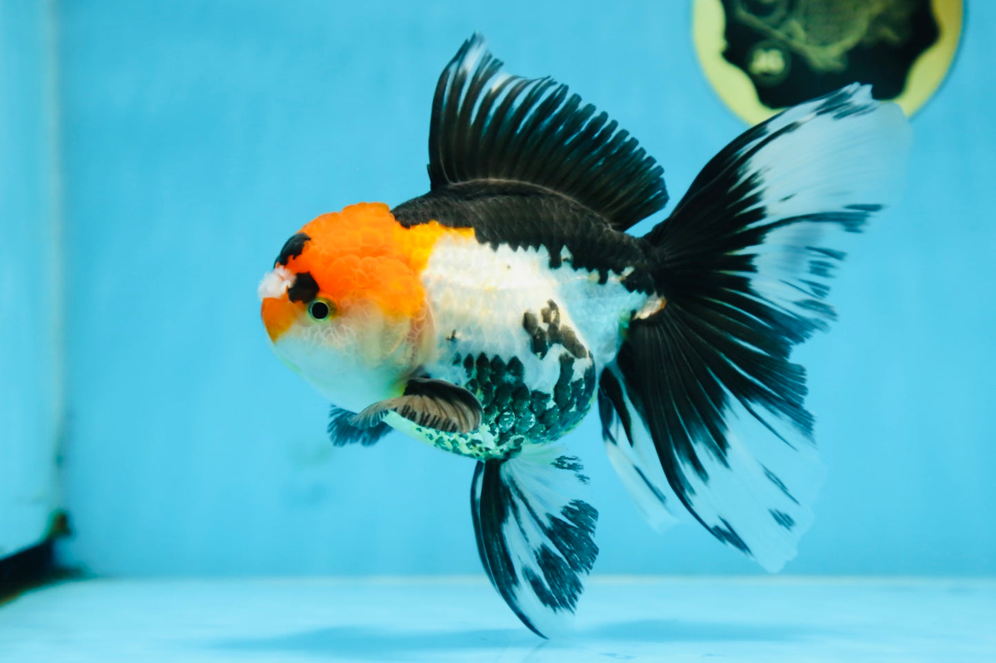 A Grade Tricolor Oranda Female 6.5 inches #090525OR_19