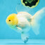 A Grade Snow White Oranda Female 5 inches #042525OR_03