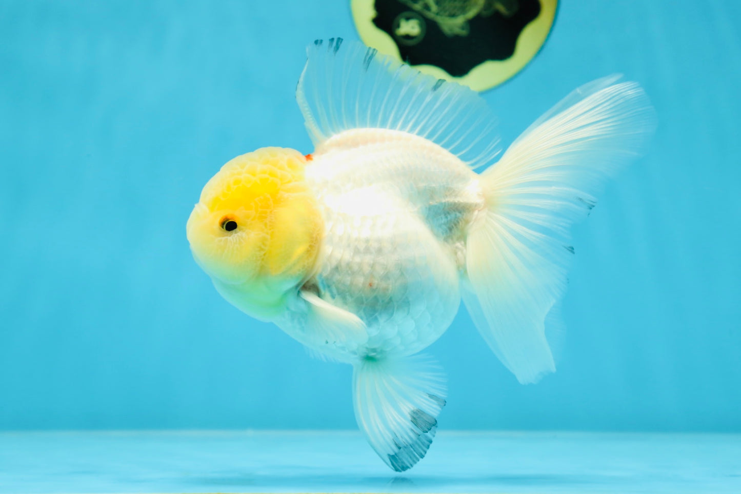 A Grade Snow White Oranda Female 5 inches #042525OR_03