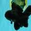 A Grade Black Oranda Male 5-5.5 inches #101626OR_02