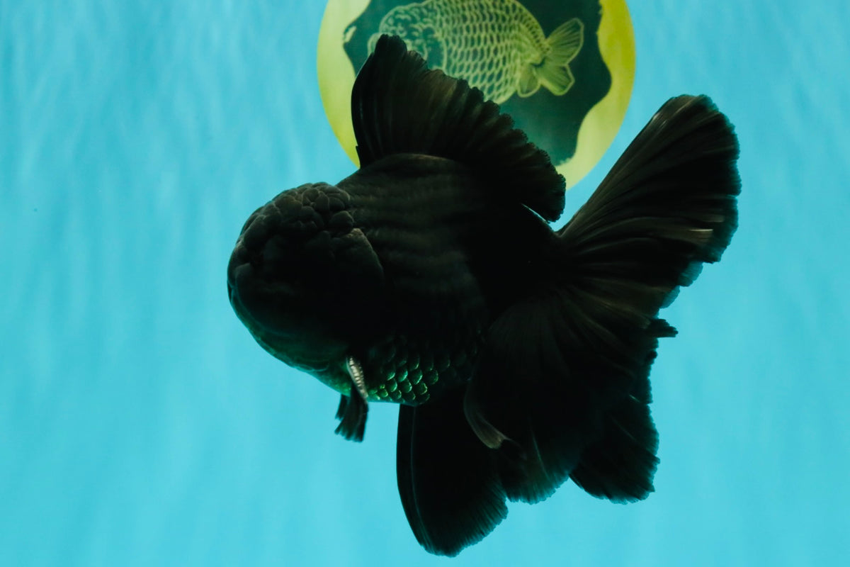 A Grade Black Oranda Male 5-5.5 inches #101626OR_02