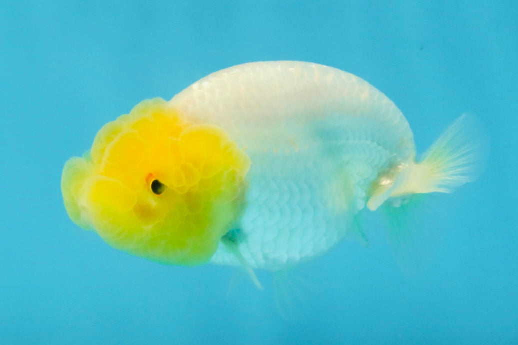 White Lionchu Female 3.5 inches #121225LC_13