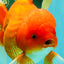 A Grade Red White Oranda Male 6 inches #101626OR_06