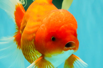A Grade Red White Oranda Male 6 inches #101626OR_06