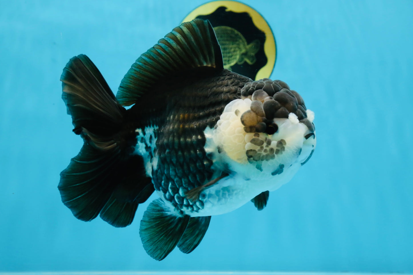 AAA Grade FLUFFY Panda Yuanbao Female 6-6.5 inches #100325YB_05