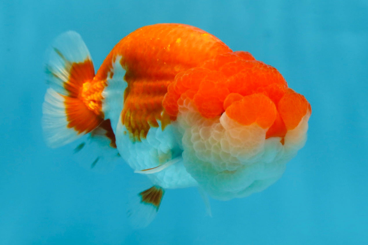 AAA Grade TOP Red White LionKing 4.5 inches #051625LC_37