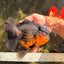 SPECIAL A Grade Apache Oranda Female 6-6.5 inches #050826OR_05