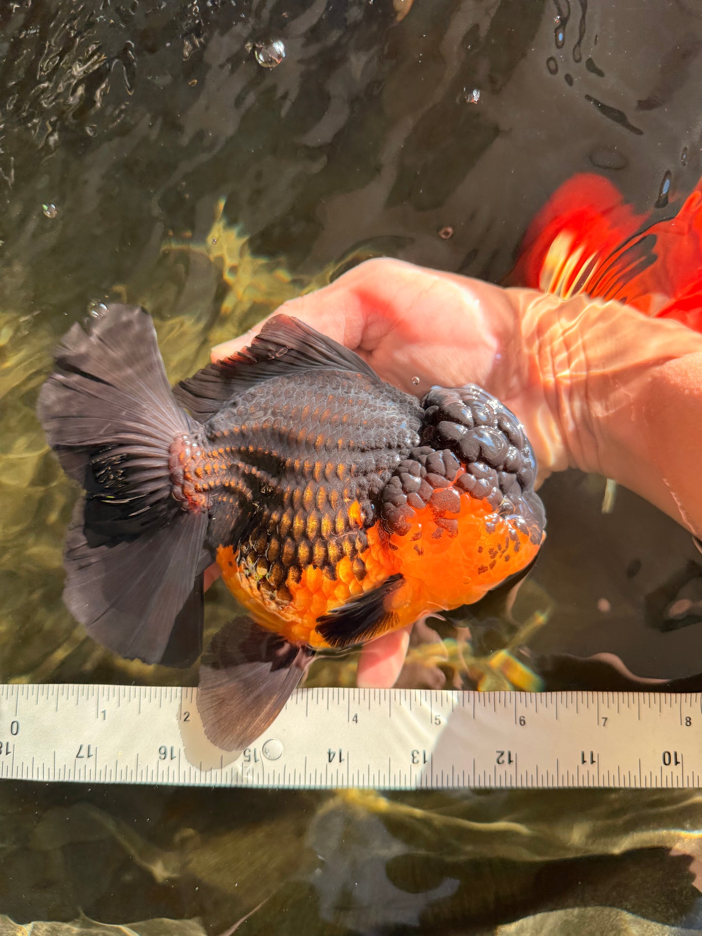 SPECIAL A Grade Apache Oranda Female 6-6.5 inches #050826OR_05