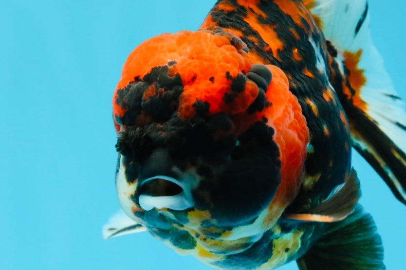 Tiger Yuanbao Male 4.5-5 inches #022726YB_06