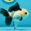 A Grade Panda Oranda Female 4.5  inches #121324OR_18