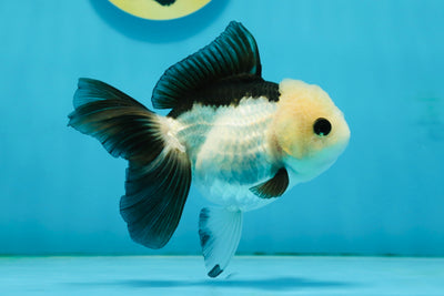 A Grade Panda Oranda Female 4.5  inches #121324OR_18