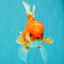 A Grade Red White Oranda Male 5-5.5 inches #091826OR_08