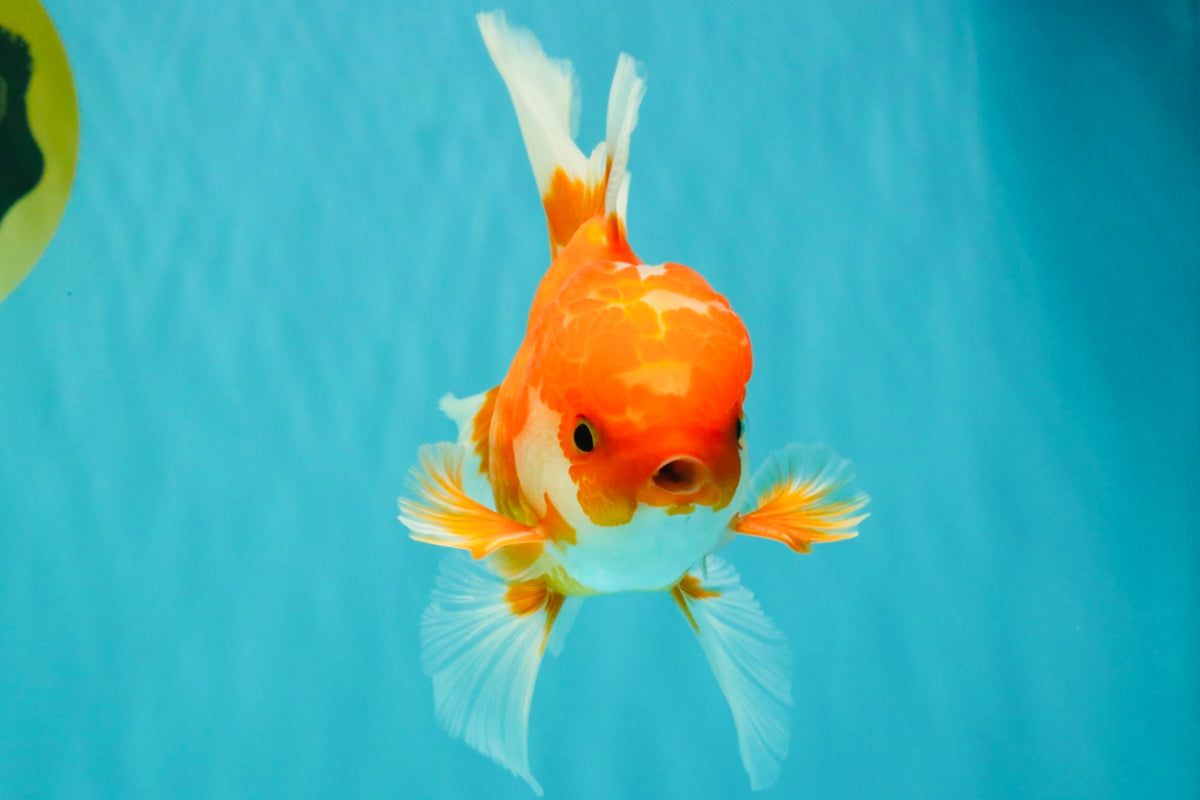 A Grade Red White Oranda Male 5-5.5 inches #091826OR_08