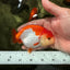 A Grade Red White LionQueen 4 inches #081426LC_17