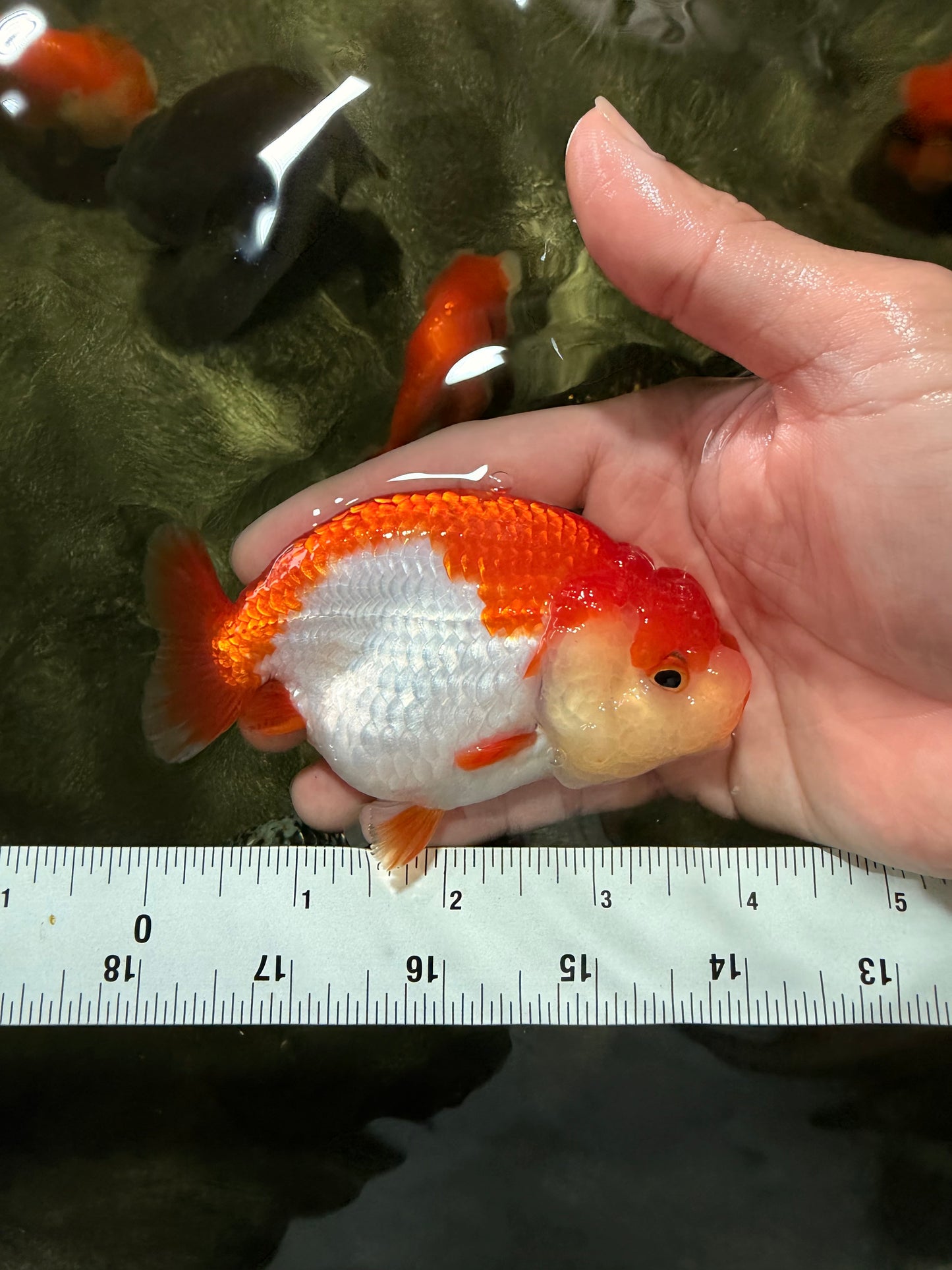 A Grade Red White LionQueen 4 inches #081426LC_17