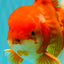 JUMBO AAA Grade Red White Oranda Male 8.5 inches #071726OR_01