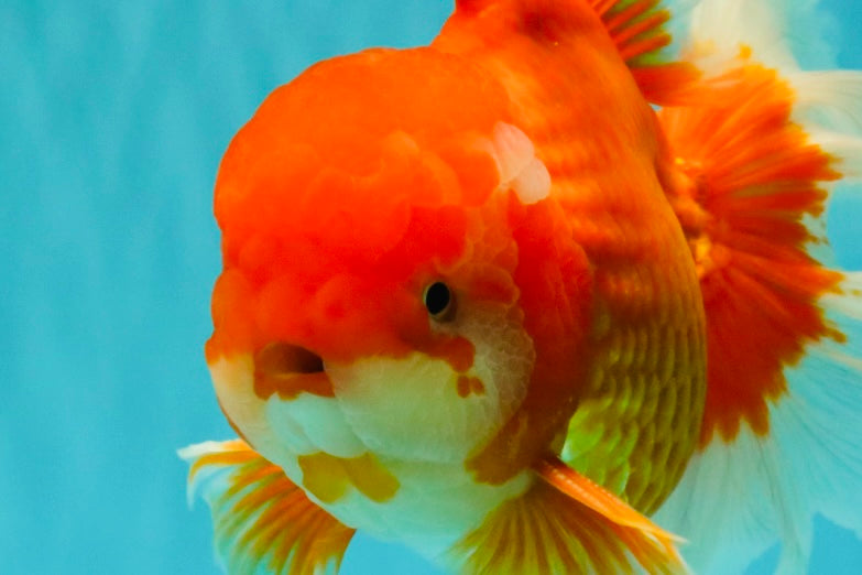 JUMBO AAA Grade Red White Oranda Male 8.5 inches #071726OR_01