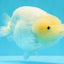 A Grade White Sakura Chinese Ranchu Female 5.5-6 inches #022026RC_21