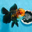 AAA Grade Bull Dog Lava Head  Oranda Female 5.5 inches #0719OR_07