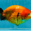 A Grade Chinese Sakura Ranchu Female 5.5 inches #101725RC_14