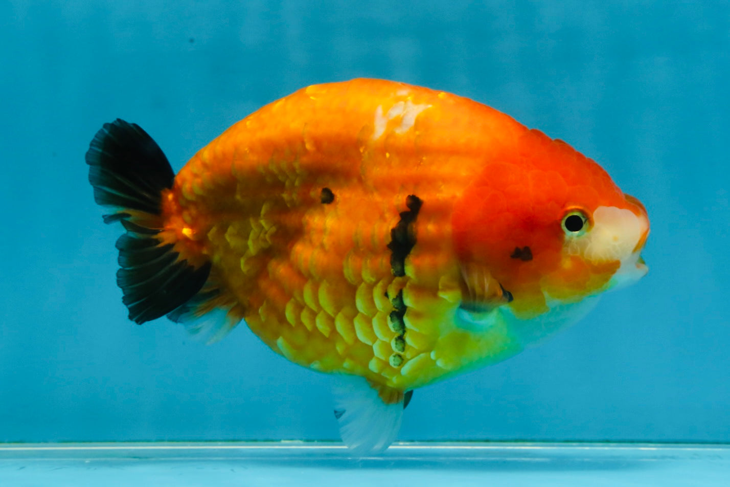 A Grade Chinese Sakura Ranchu Female 5.5 inches #101725RC_14