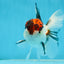 A Grade Tricolor Oranda Male 5 inches #060625OR_21