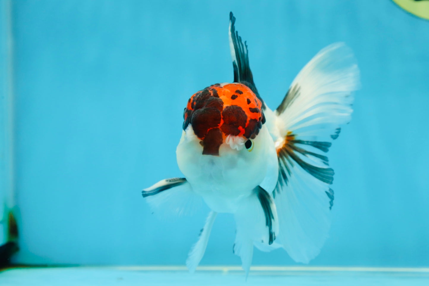 A Grade Tricolor Oranda Male 5 inches #060625OR_21