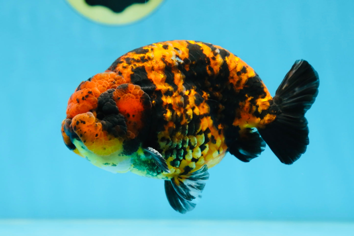 AAA Grade Tiger LionKing 5 inches #081525LC_02