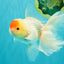 A Grade Special Heart Head Red White Oranda Male 6 inches #101626OR_01