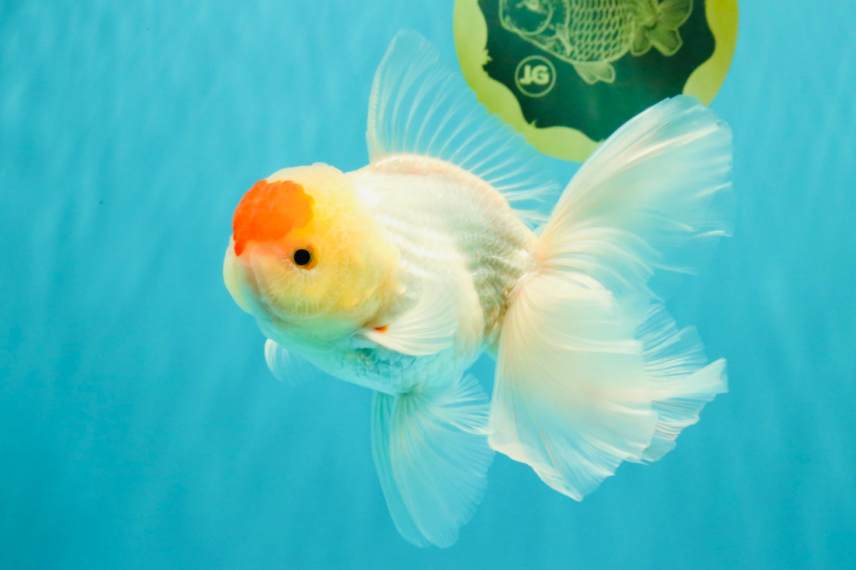A Grade Special Heart Head Red White Oranda Male 6 inches #101626OR_01