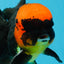 AAA Grade Batman Apache Oranda Male  5 inches #053025OR_16