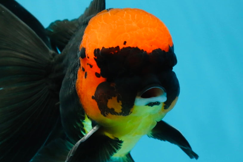 AAA Grade Batman Apache Oranda Male  5 inches #053025OR_16