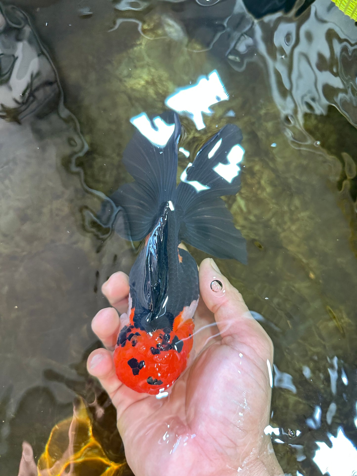 A Grade Tricolor Oranda Female 5.5-6 inches #081525OR_18