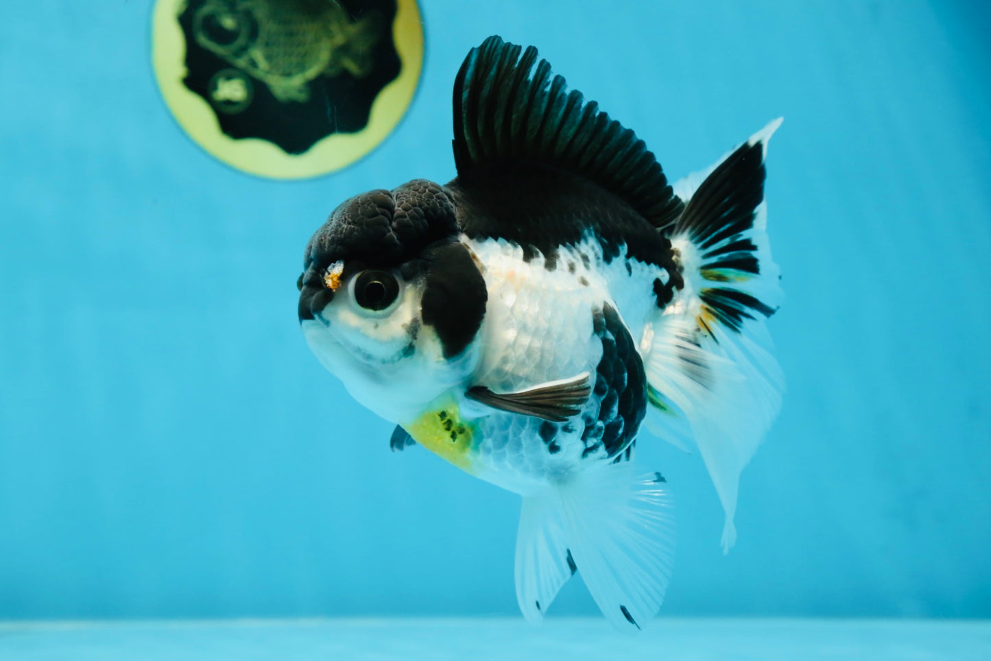 Panda Oranda Female 5-5.5 inches #053025OR_29