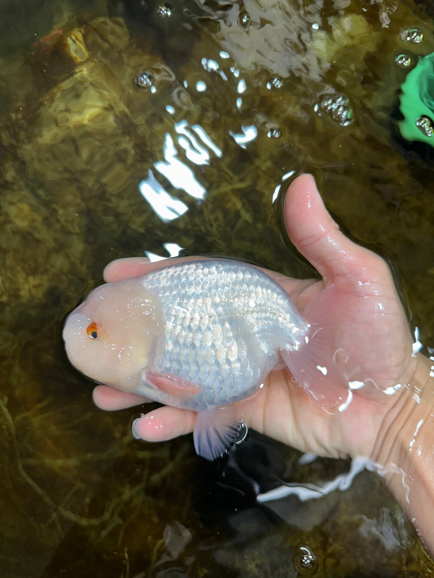 AAA Grade Snow White LionKing 5-5.5 inches #082925LC_18