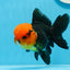 AAA Grade Red Head Tricolor Oranda Male 5 inches #0913OR_03