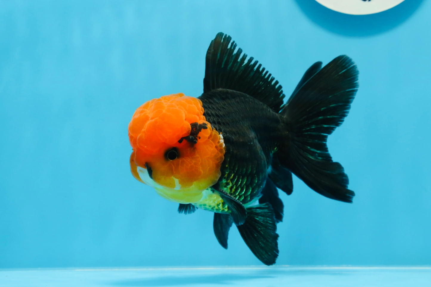 AAA Grade Red Head Tricolor Oranda Male 5 inches #0913OR_03