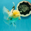 A Grade Lemonhead Tricolor Oranda Male 5 inches #111524OR_26