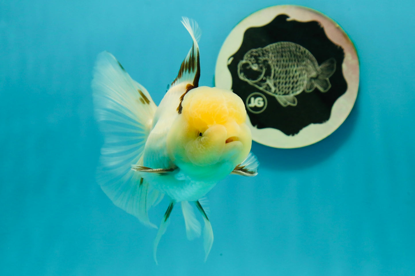 A Grade Lemonhead Tricolor Oranda Male 5 inches #111524OR_26